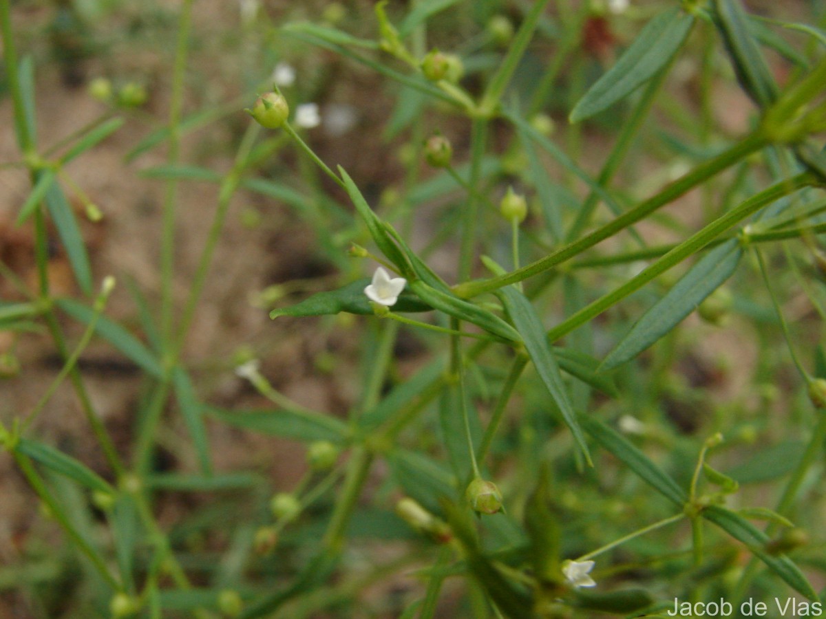 Oldenlandia herbacea (L.) Roxb.